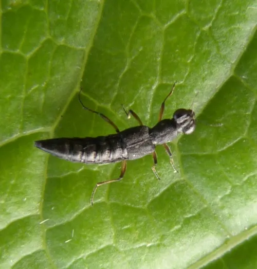 Stenus clavicornis - photo 2