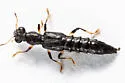Stenus croceatus - Stenus croceatus