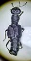Stenus dissentiens - photo 4