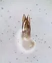 Stenus dissentiens - photo 5