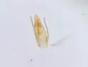 Stenus dolosus - photo 3