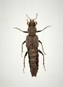 Stenus egenus - Stenus egenus