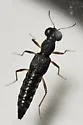 Stenus erythropus - photo 4
