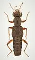 Stenus femoratus