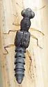 Stenus flavicornis - photo 2