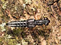 Stenus flavicornis - photo 3
