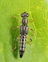 Stenus flavicornis - photo 4