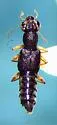 Stenus flavicornis - photo 5