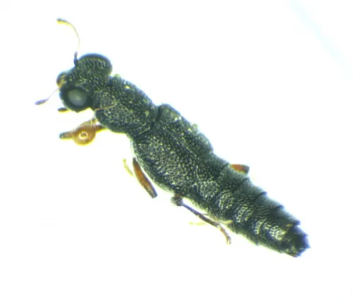 Stenus fulvicornis - Stenus fulvicornis