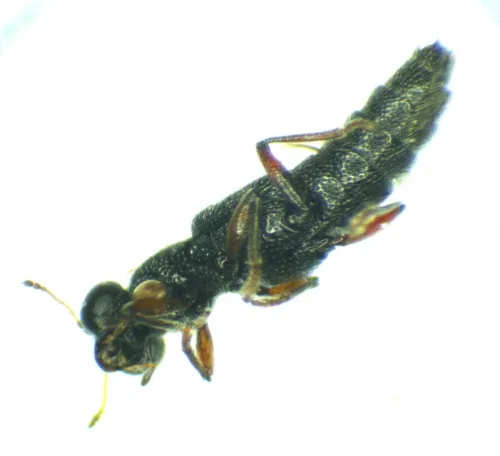 Stenus fulvicornis - photo 2