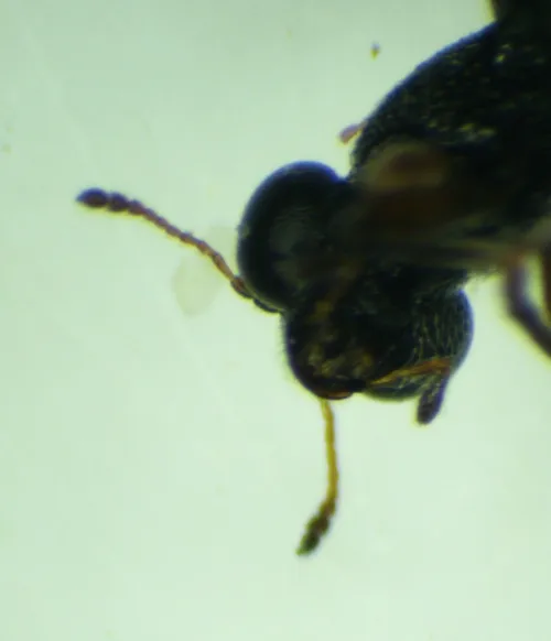 Stenus fulvicornis - photo 3