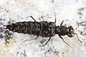 Stenus laccophilus - Stenus laccophilus