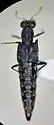 Stenus laccophilus - photo 2