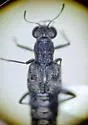 Stenus laccophilus - photo 3