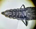 Stenus laccophilus - photo 4