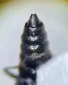 Stenus laccophilus - photo 5
