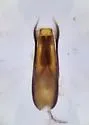 Stenus lustrator - photo 4