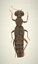 Stenus mammops - photo 3