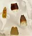 Stenus mammops - photo 4