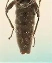 Stenus morio - photo 3