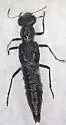 Stenus plicipennis - Stenus plicipennis