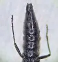 Stenus plicipennis - photo 2