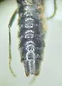 Stenus plicipennis - photo 3