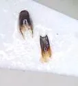 Stenus plicipennis - photo 5