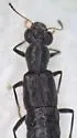 Stenus retrusus - photo 2