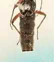 Stenus scrupeus - photo 2