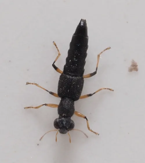 Stenus similis - photo 2