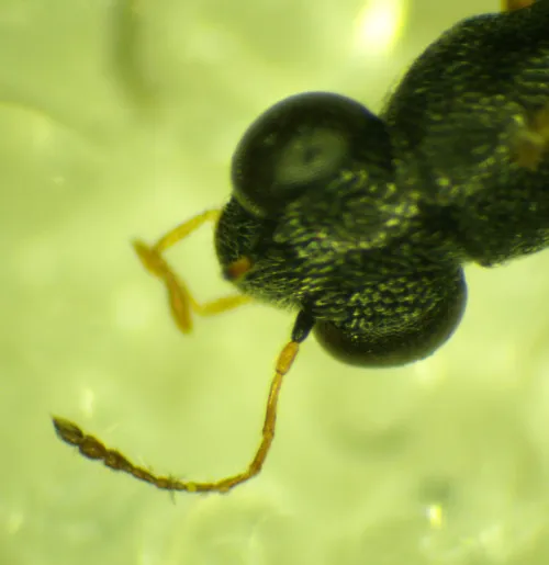 Stenus similis - photo 3