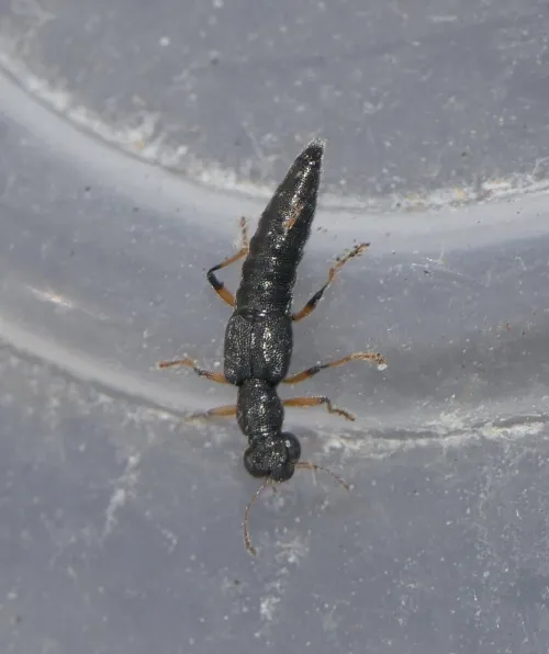 Stenus similis - photo 4