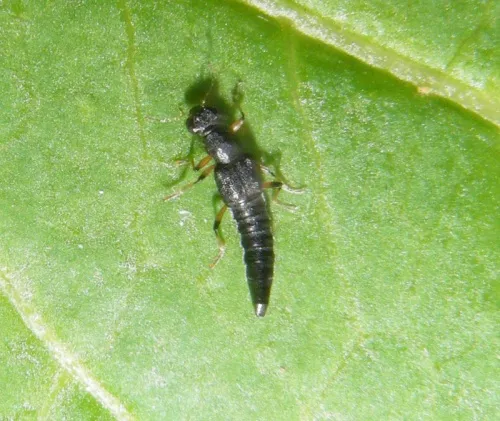 Stenus similis - photo 5