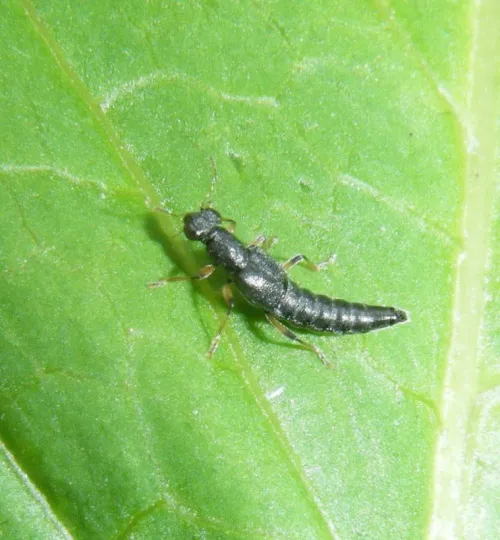 Stenus similis - photo 6