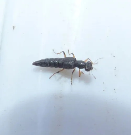 Stenus similis - photo 7