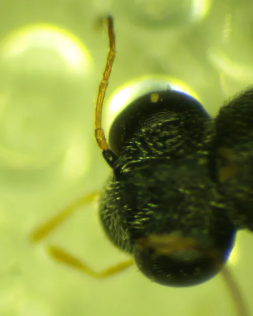 Stenus similis - photo 8
