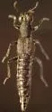Stenus stygicus - Stenus stygicus