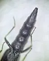 Stenus stygicus - photo 3