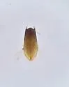 Stenus stygicus - photo 4