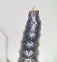 Stenus tahoensis - photo 2