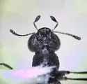Stenus tahoensis - photo 3