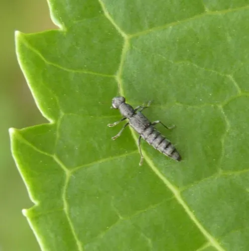 Stenus tarsalis - Stenus tarsalis