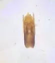 Stenus venustus - photo 2