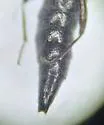 Stenus vespertinus - photo 2