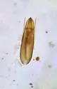 Stenus vespertinus - photo 3