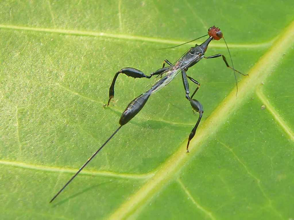 Crown Wasps - photo 3
