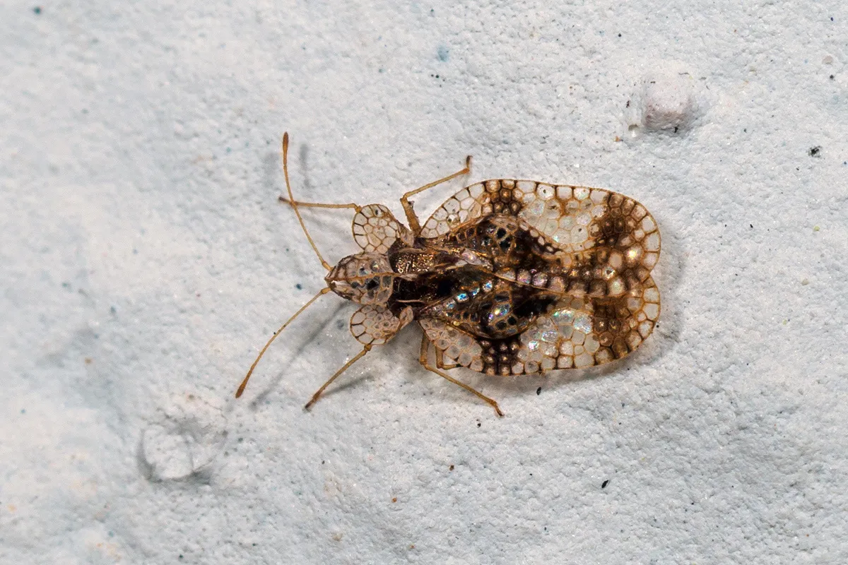 Pear Lace Bug - photo 3