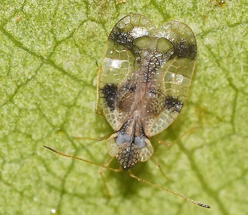 Azalea Lace Bug