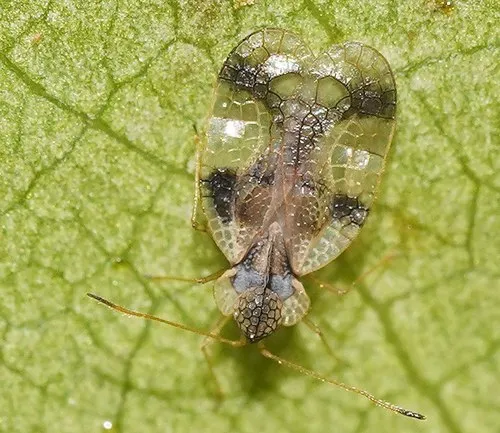 Azalea Lace Bug - photo 3